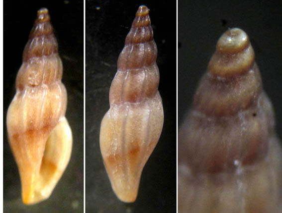 MANGELIA  3